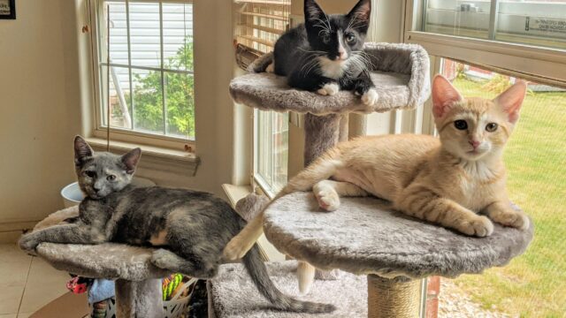 3 cats sitting on elevated disks by a window